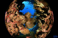   One pictures winning portfolio Epson Red Sea World Underwater Images held Eilat last november  